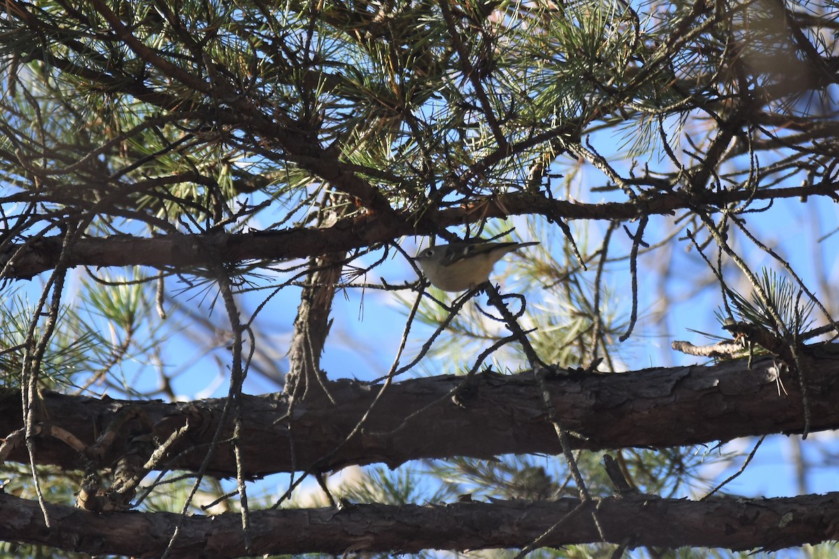 Ruby-crowned Kinglet - ML506916751