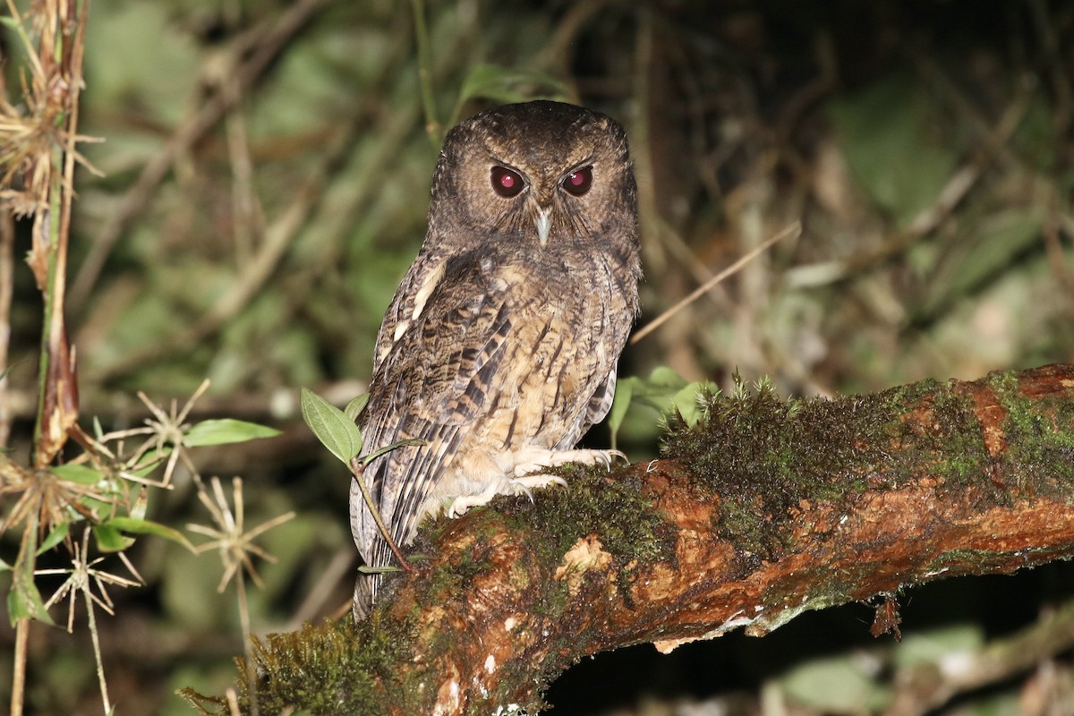 Rufescent Screech-Owl (Colombian) - ML506917161