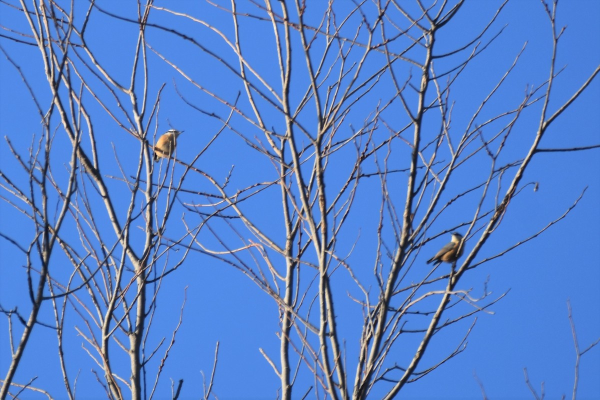 Red-breasted Nuthatch - ML506917221