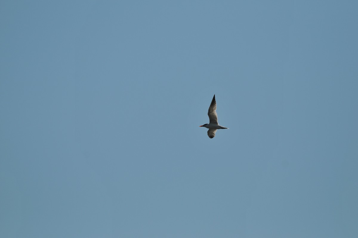 Caspian Tern - ML506920401