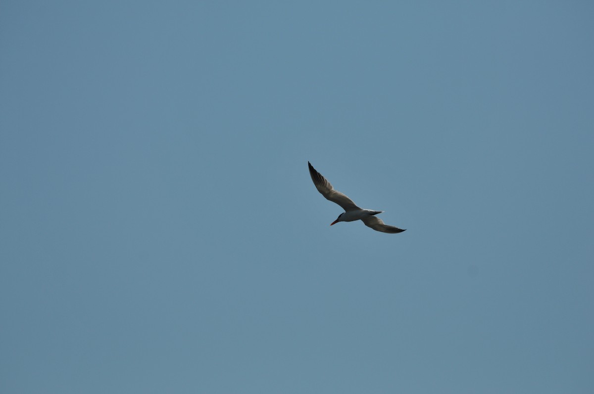 Caspian Tern - ML506920411