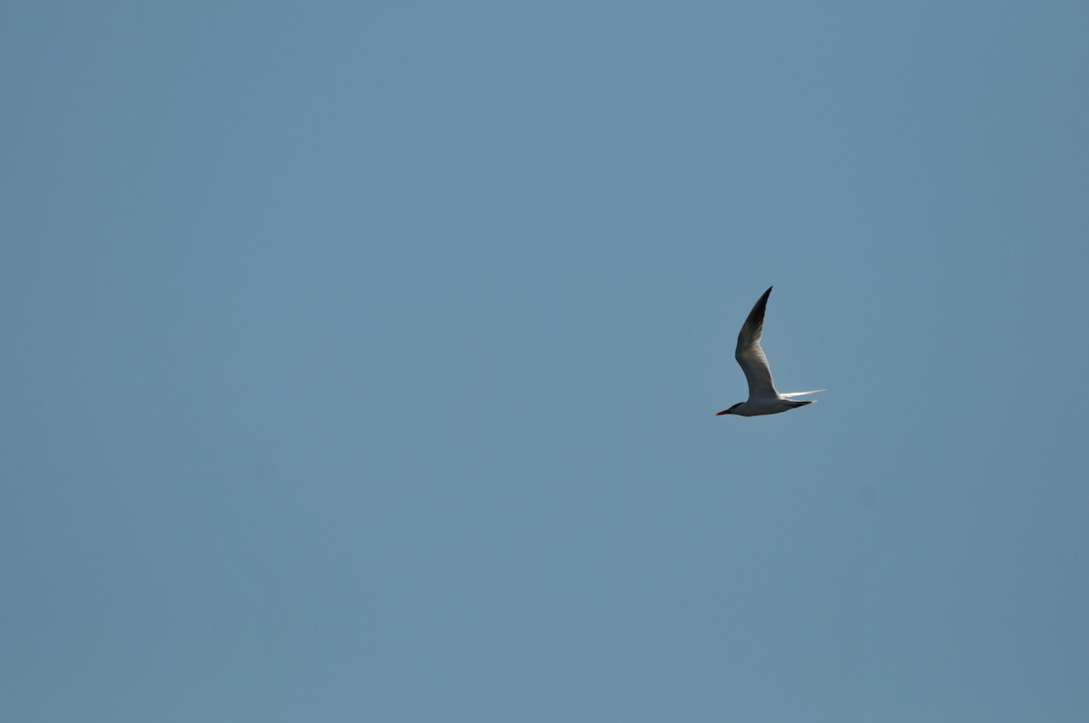 Caspian Tern - ML506920421