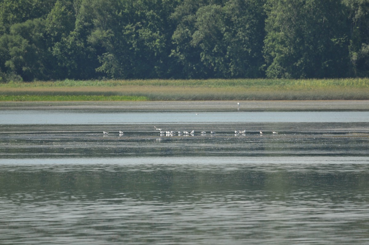 Herring Gull (American) - ML506920471