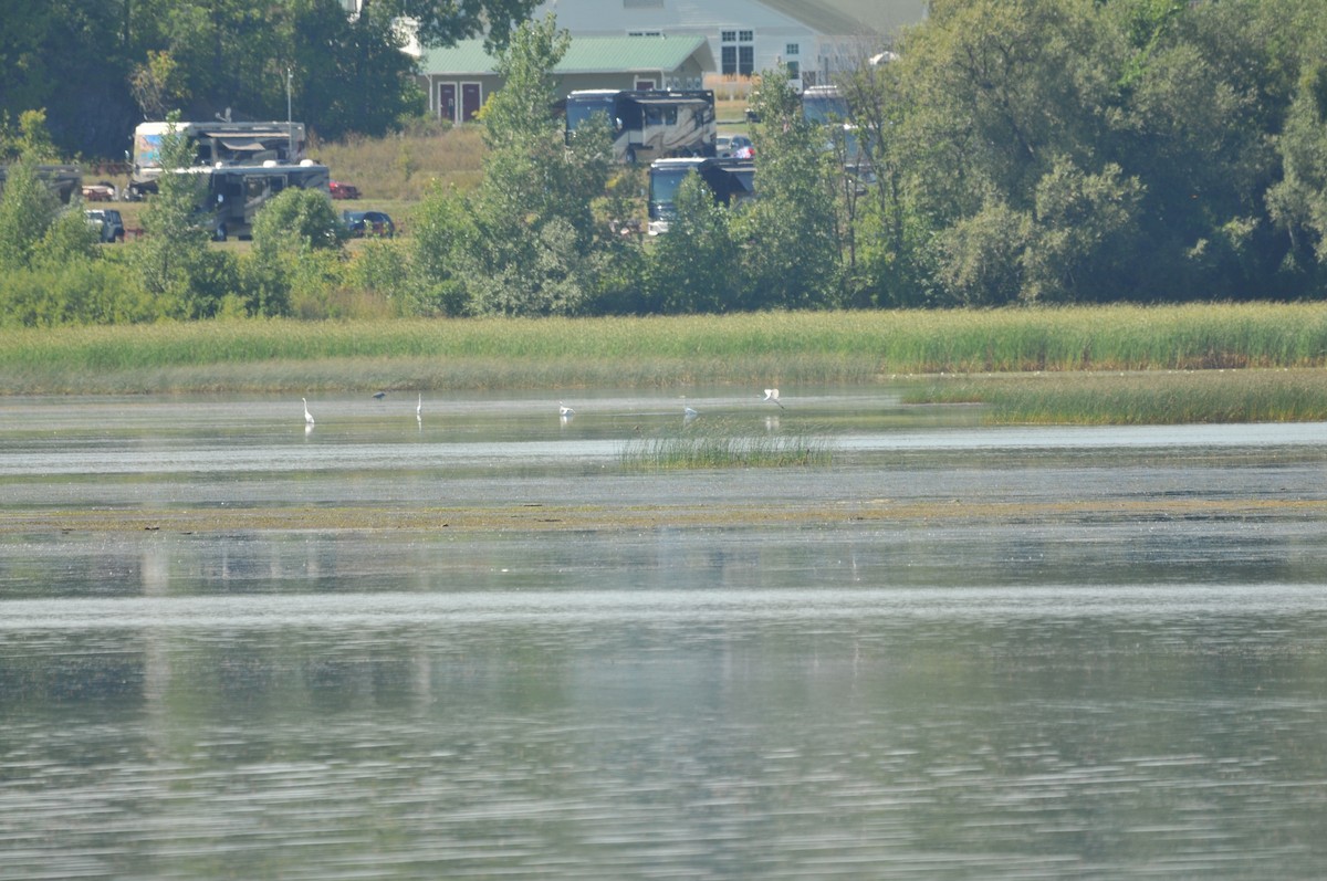 Great Egret - ML506920561