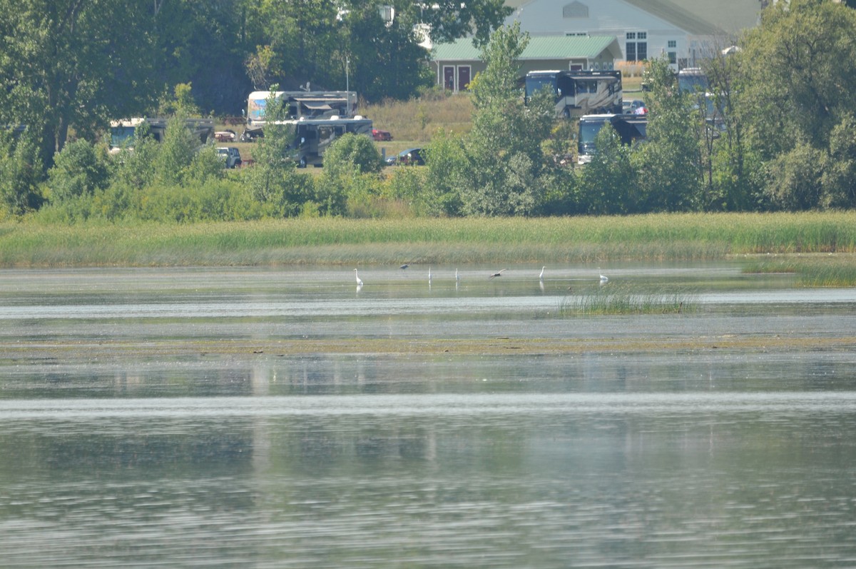 Great Egret - ML506920571