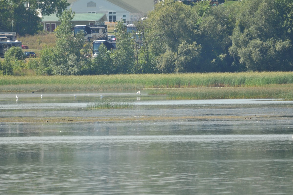 Great Egret - ML506920621