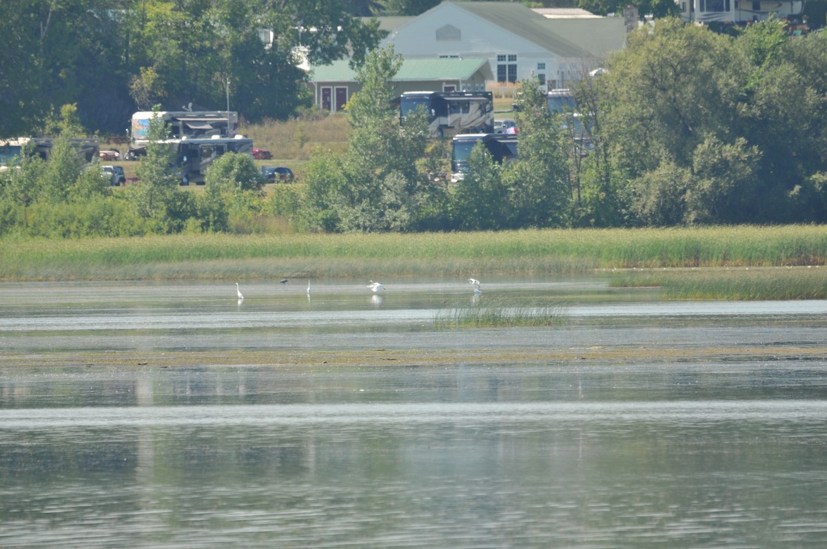 Great Egret - Jay Bishop