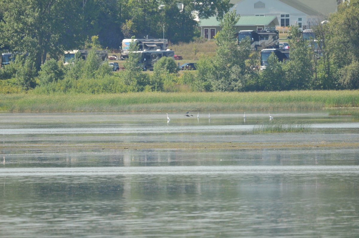 Great Egret - ML506920811