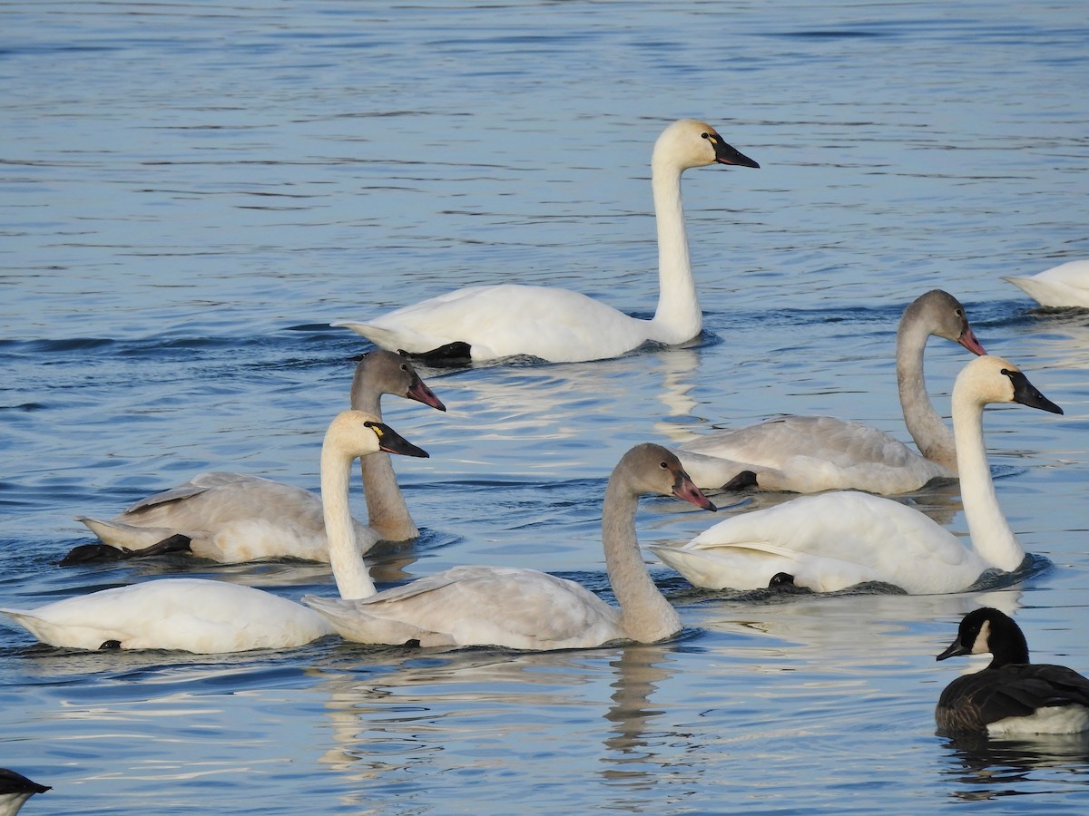 Tundra Swan - Donna Johnston