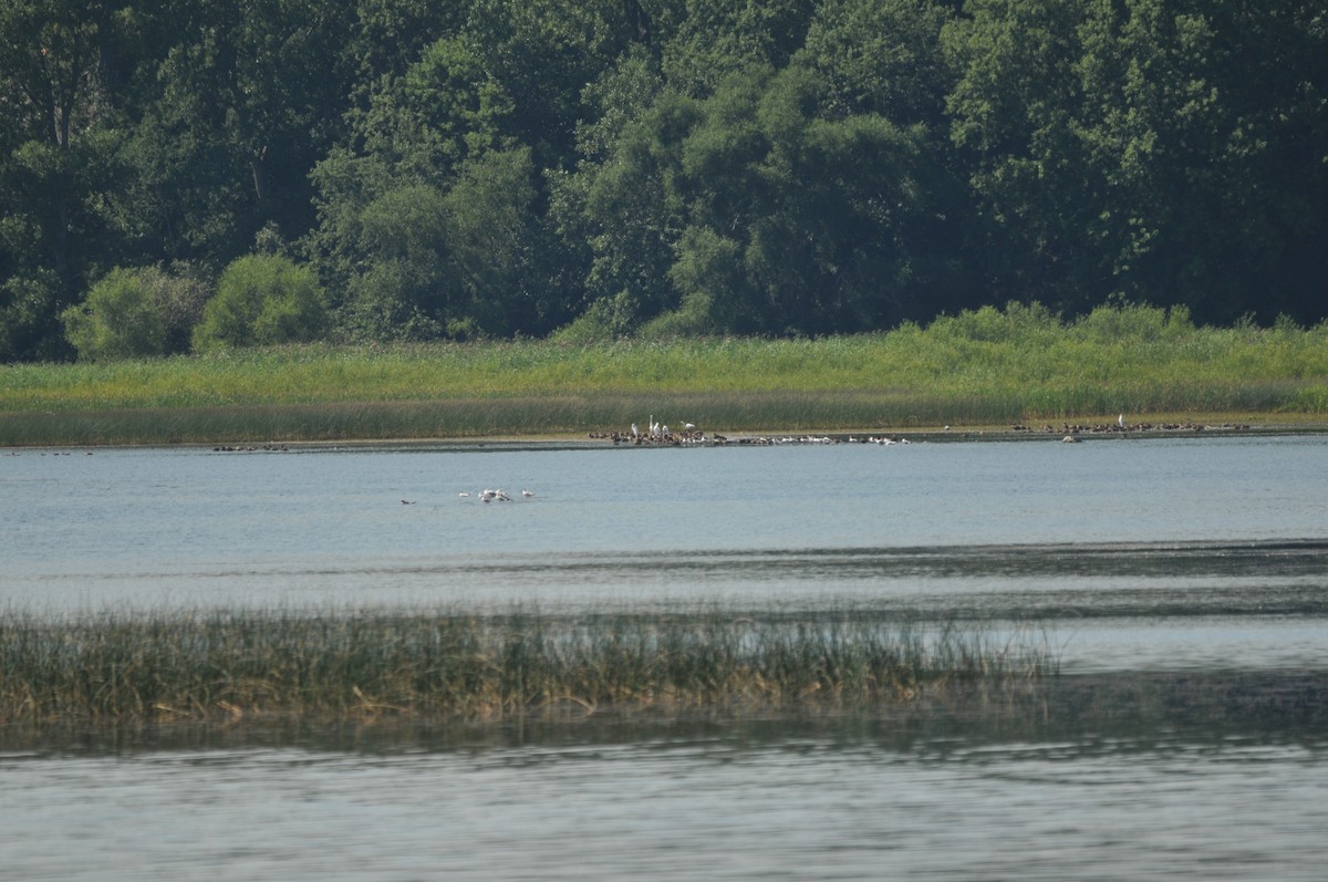 American Black Duck - ML506920981