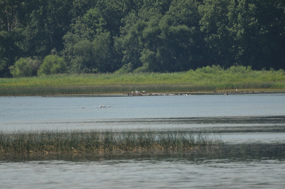 American Black Duck - ML506920991