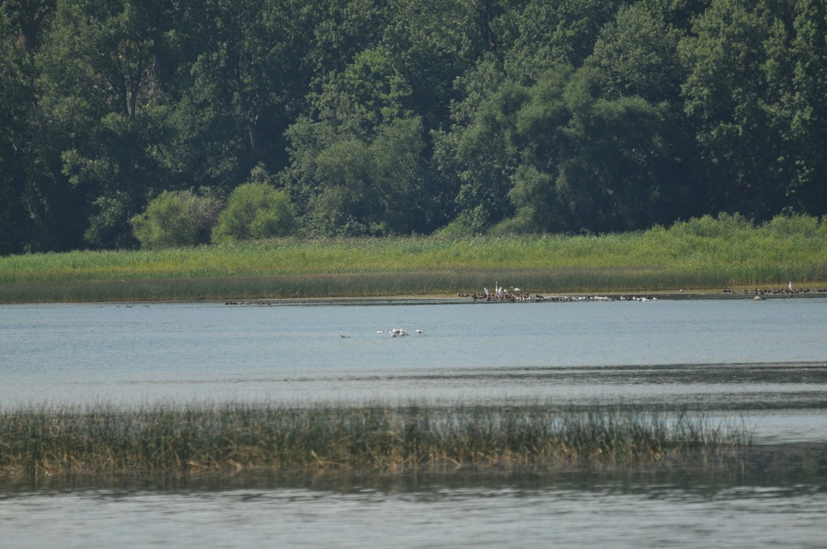 American Black Duck - ML506921001