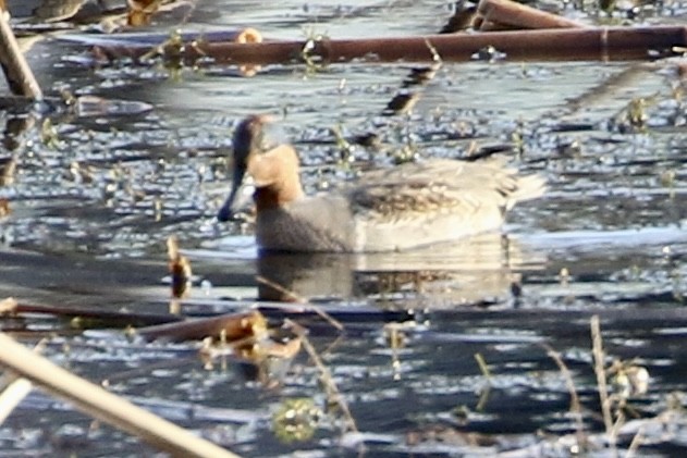 Green-winged Teal - ML506921661