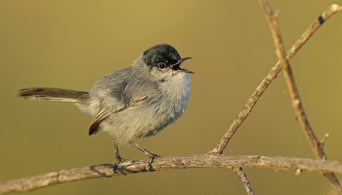 California Gnatcatcher - ML50692381