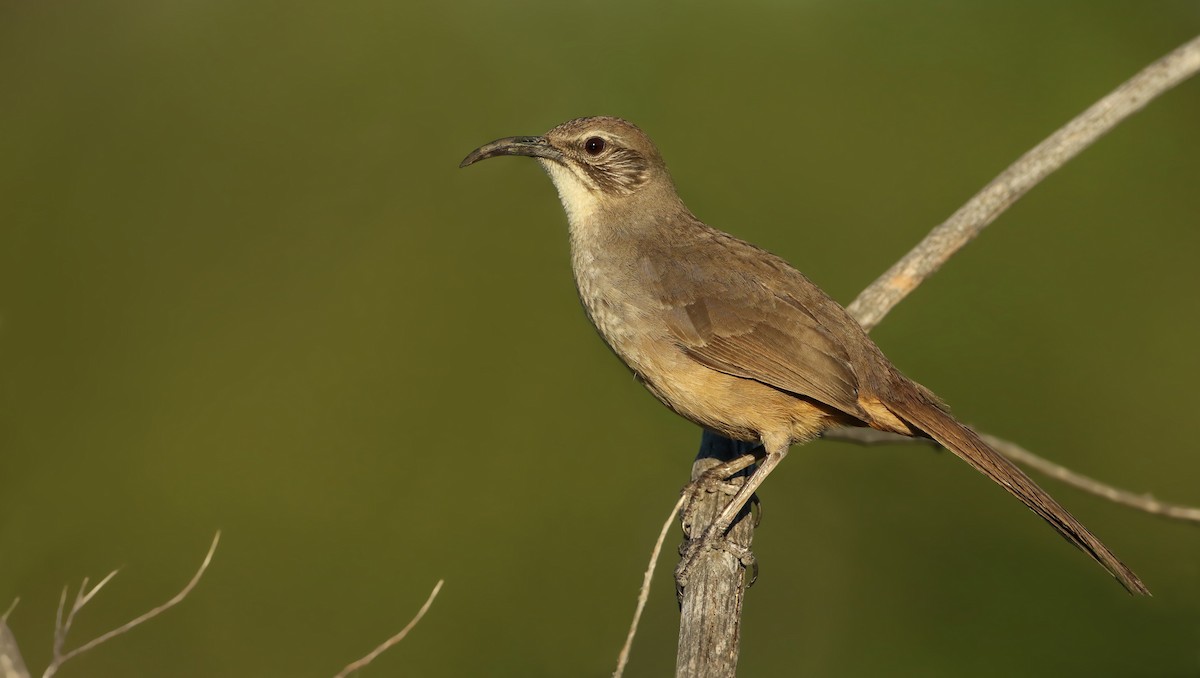 California Thrasher - Luke Seitz