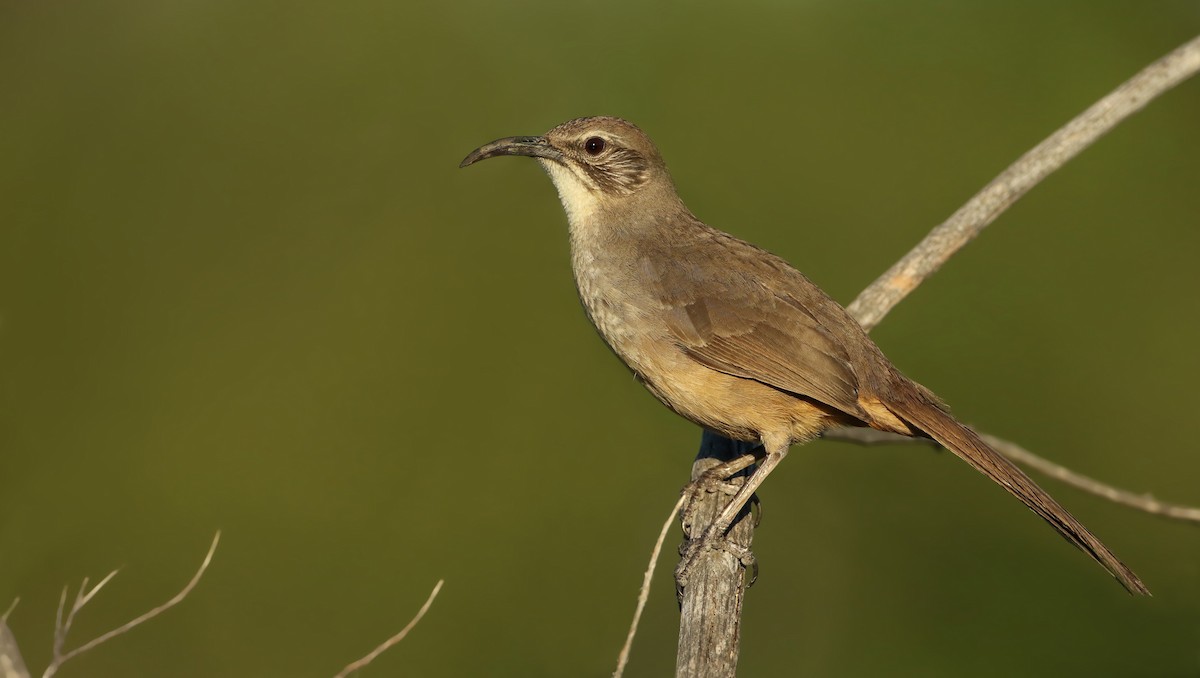 California Thrasher - ML50692391