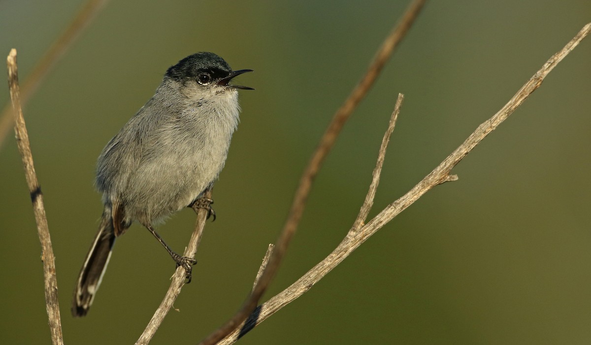 California Gnatcatcher - ML50692401