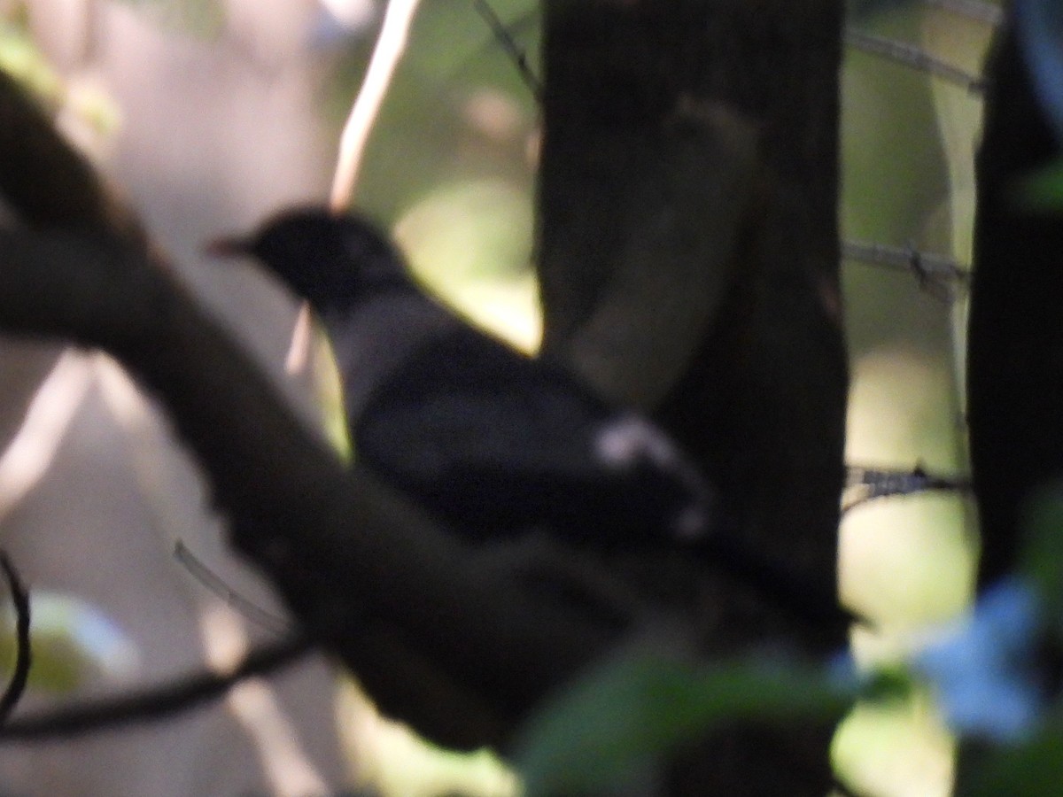 White-collared Blackbird - ML506924691