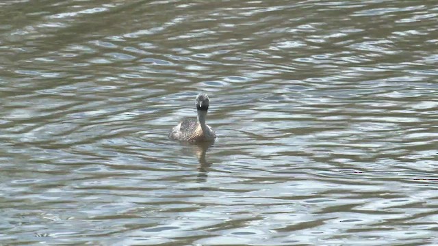 Hoary-headed Grebe - ML506925741