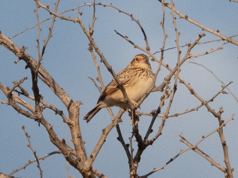 Burmese Bushlark - Gavin Ailes