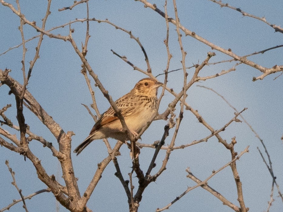 Burmese Bushlark - ML506927851