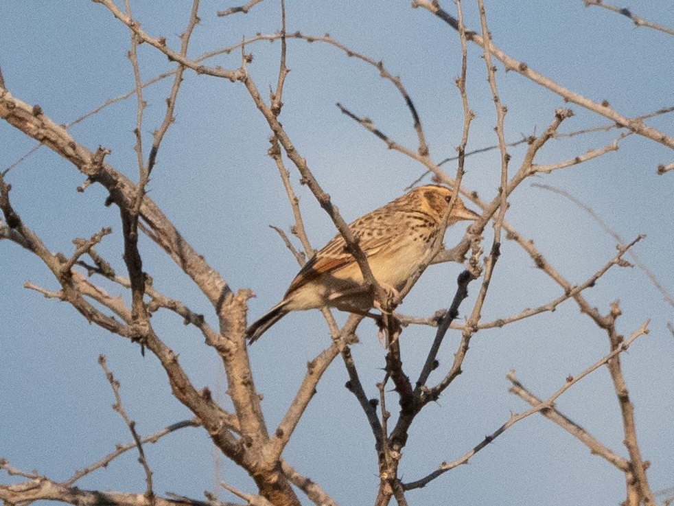 Burmese Bushlark - ML506927861