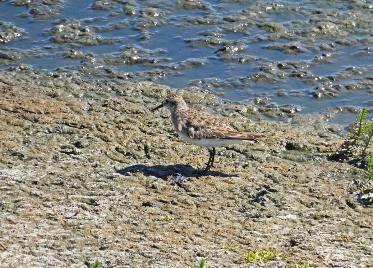 Baird's Sandpiper - ML506929141