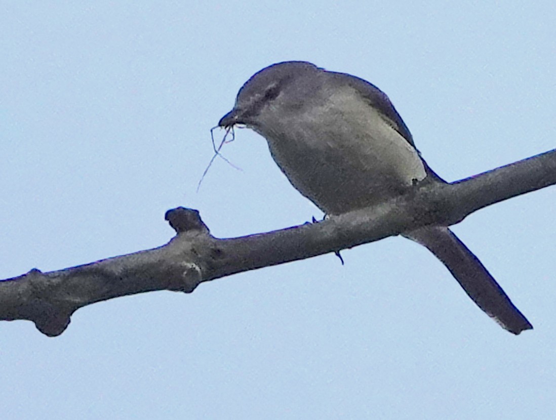 Small Minivet - ML506929161