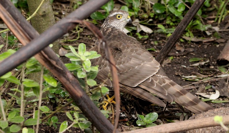 Eurasian Sparrowhawk - ML506929591