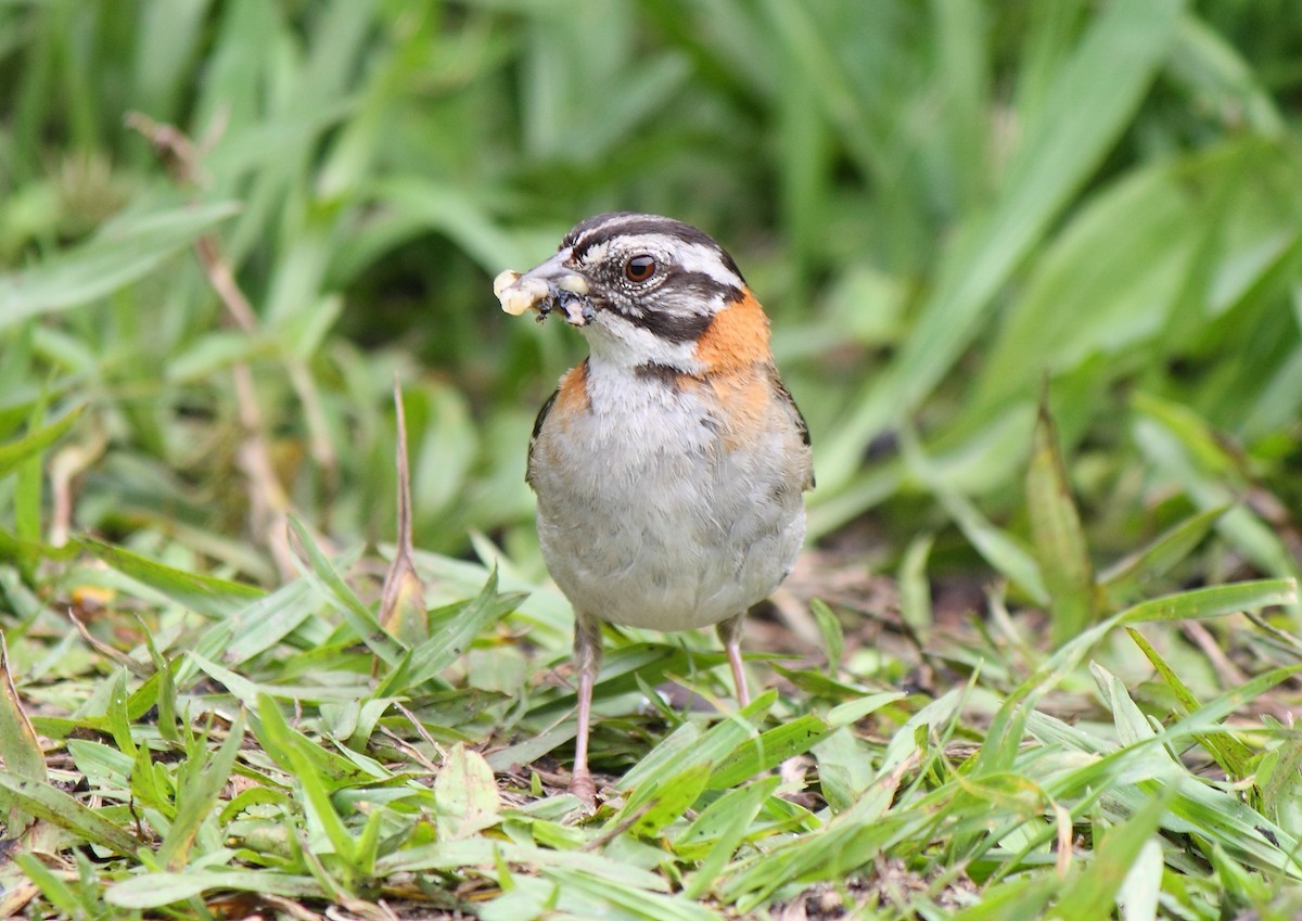 Rufous-collared Sparrow - ML506930101