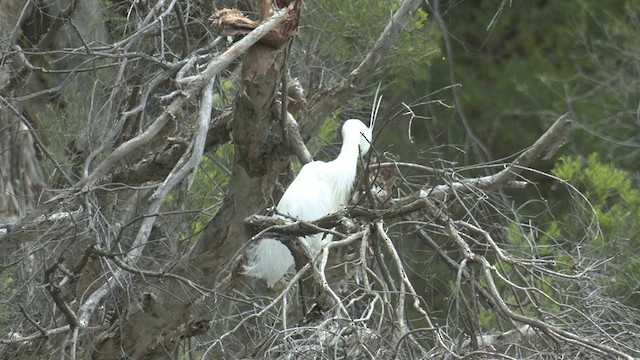 Little Egret - ML506931521