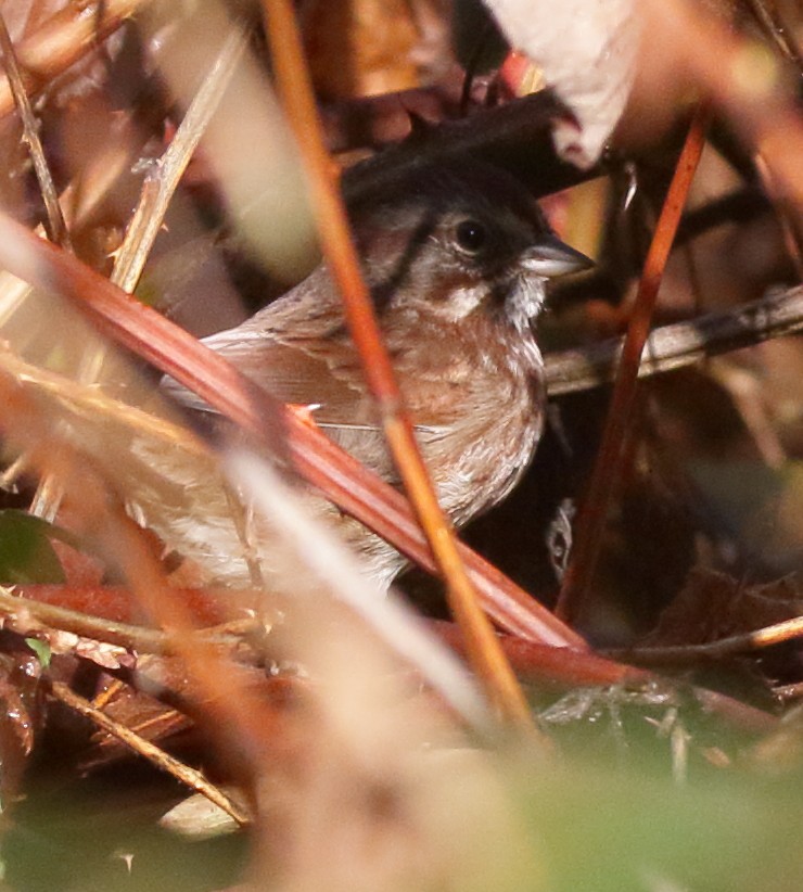 Song Sparrow - ML506931751