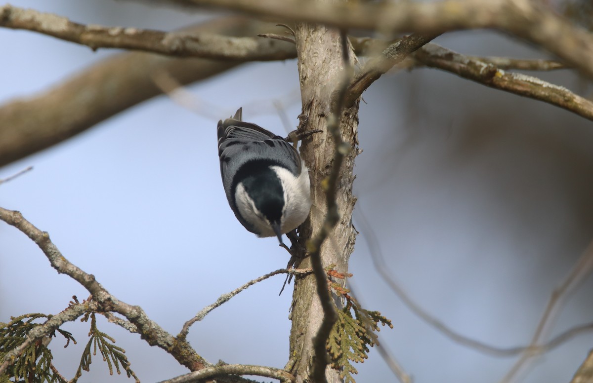 White-breasted Nuthatch - ML506932291