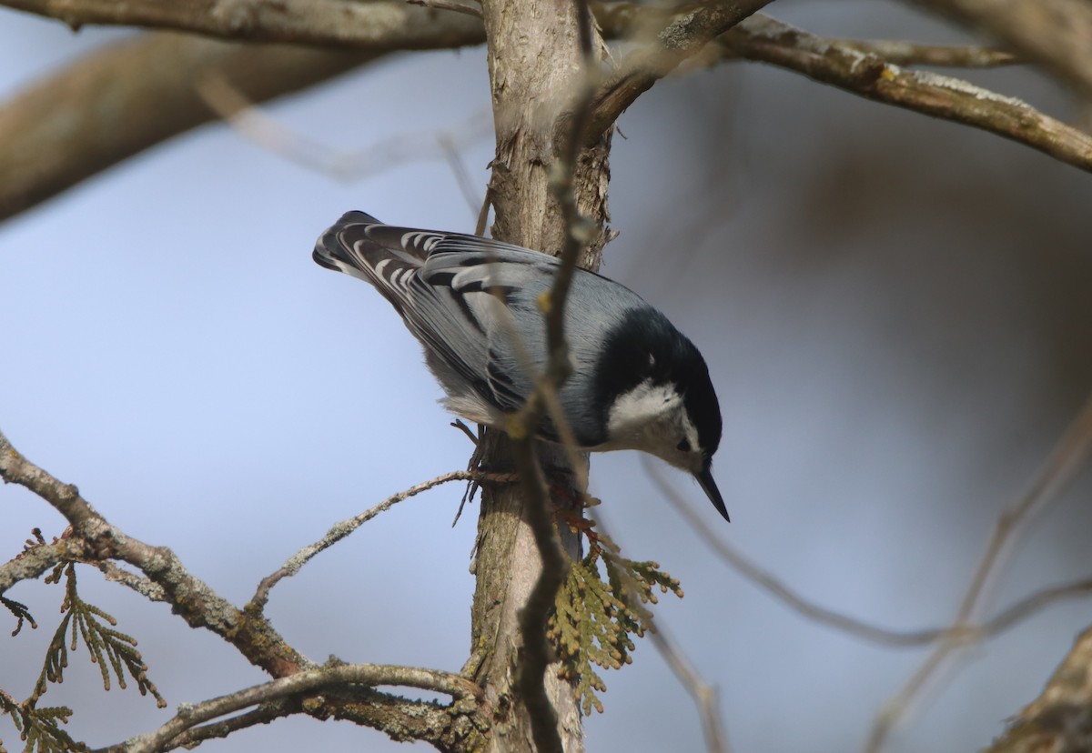 White-breasted Nuthatch - ML506932381
