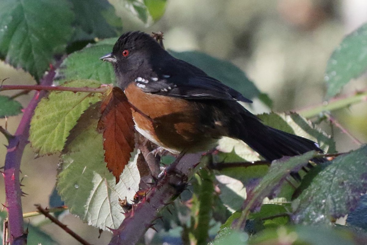 Spotted Towhee - ML506932801