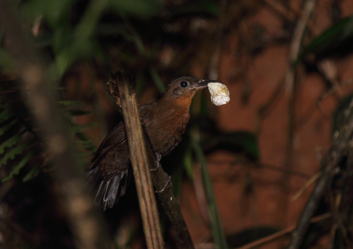 South American Leaftosser (Guianan) - ML506933491