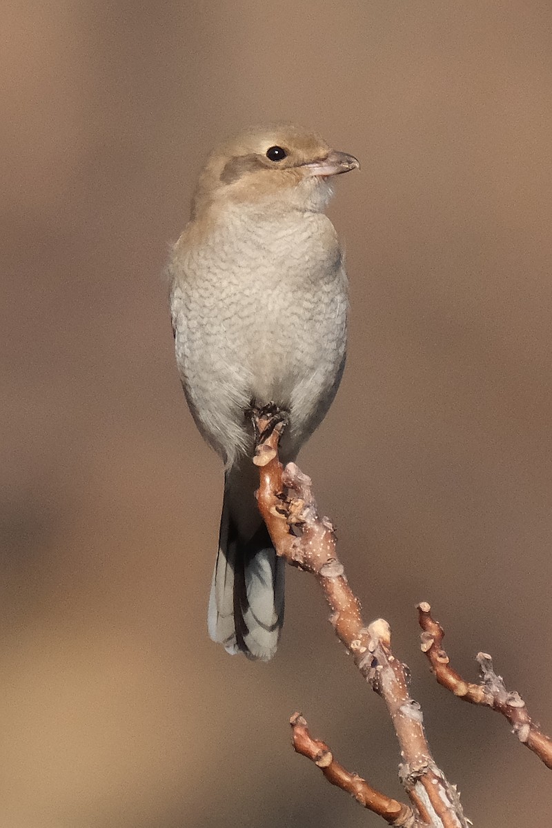 Northern Shrike - CJ FLICK