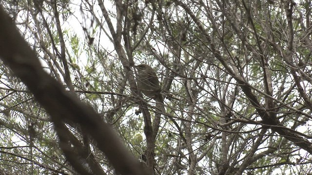 Brown Honeyeater - ML506934321