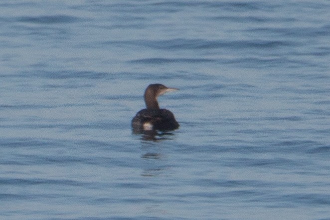 loon sp. - Braxton Landsman