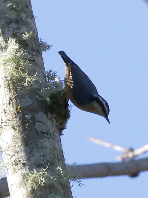 Red-breasted Nuthatch - ML506934621