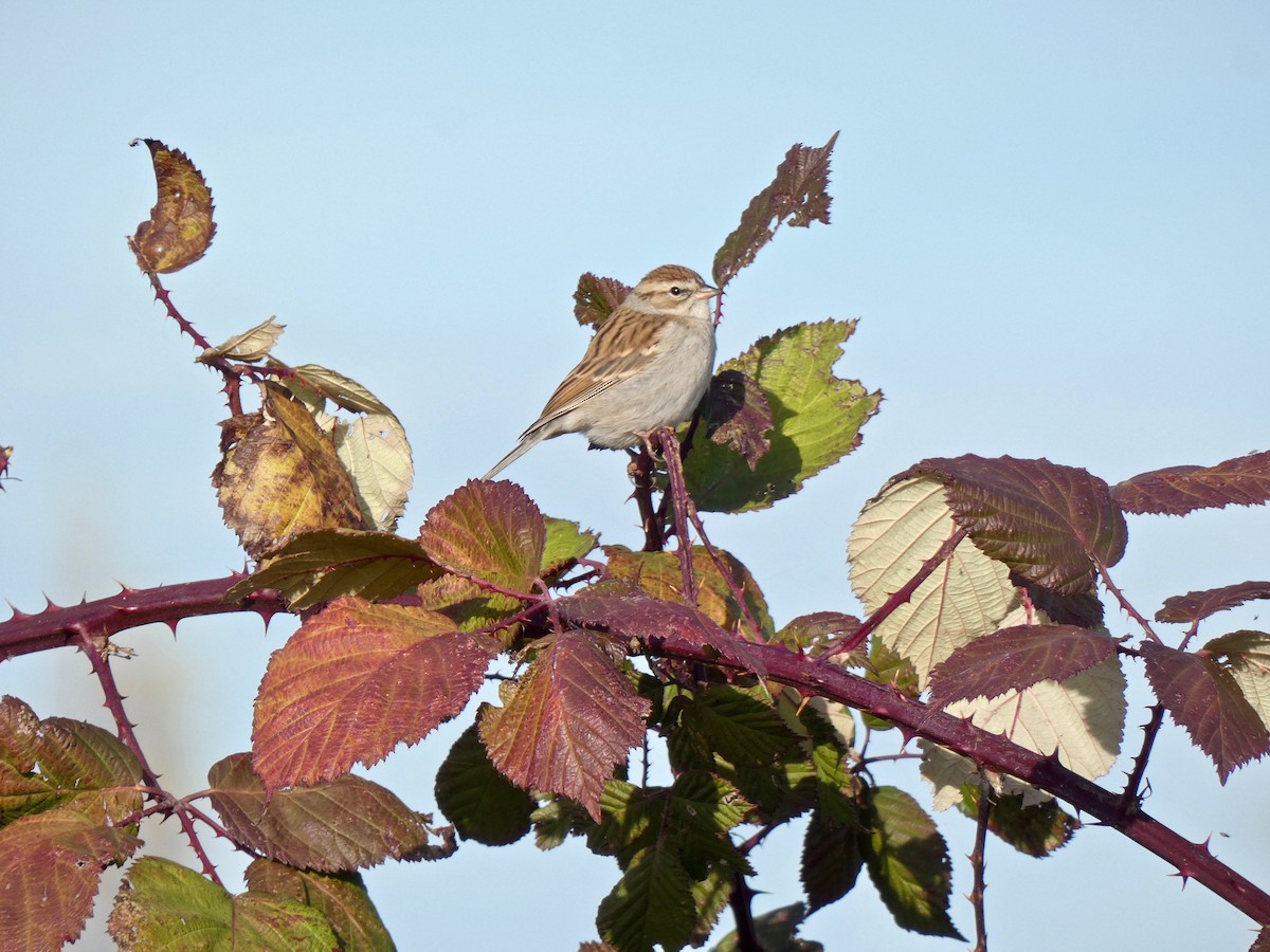 Chipping Sparrow - ML506935001