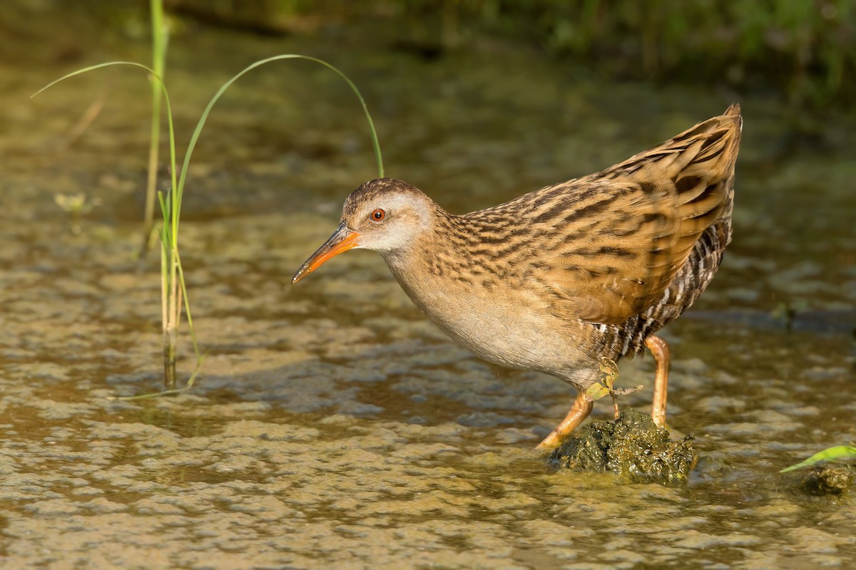 Brown-cheeked Rail - ML506935251