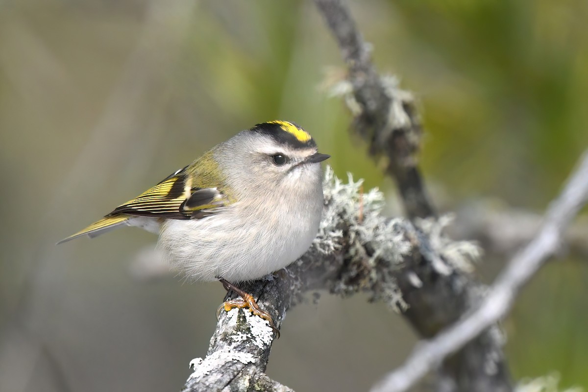 Roitelet à couronne dorée - ML506935271