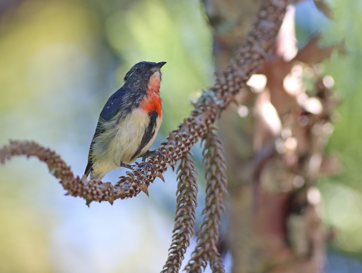 Fire-breasted Flowerpecker - ML506935571