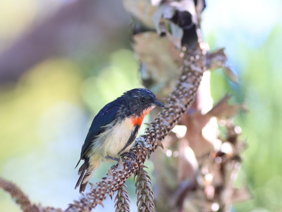 Fire-breasted Flowerpecker - ML506935581