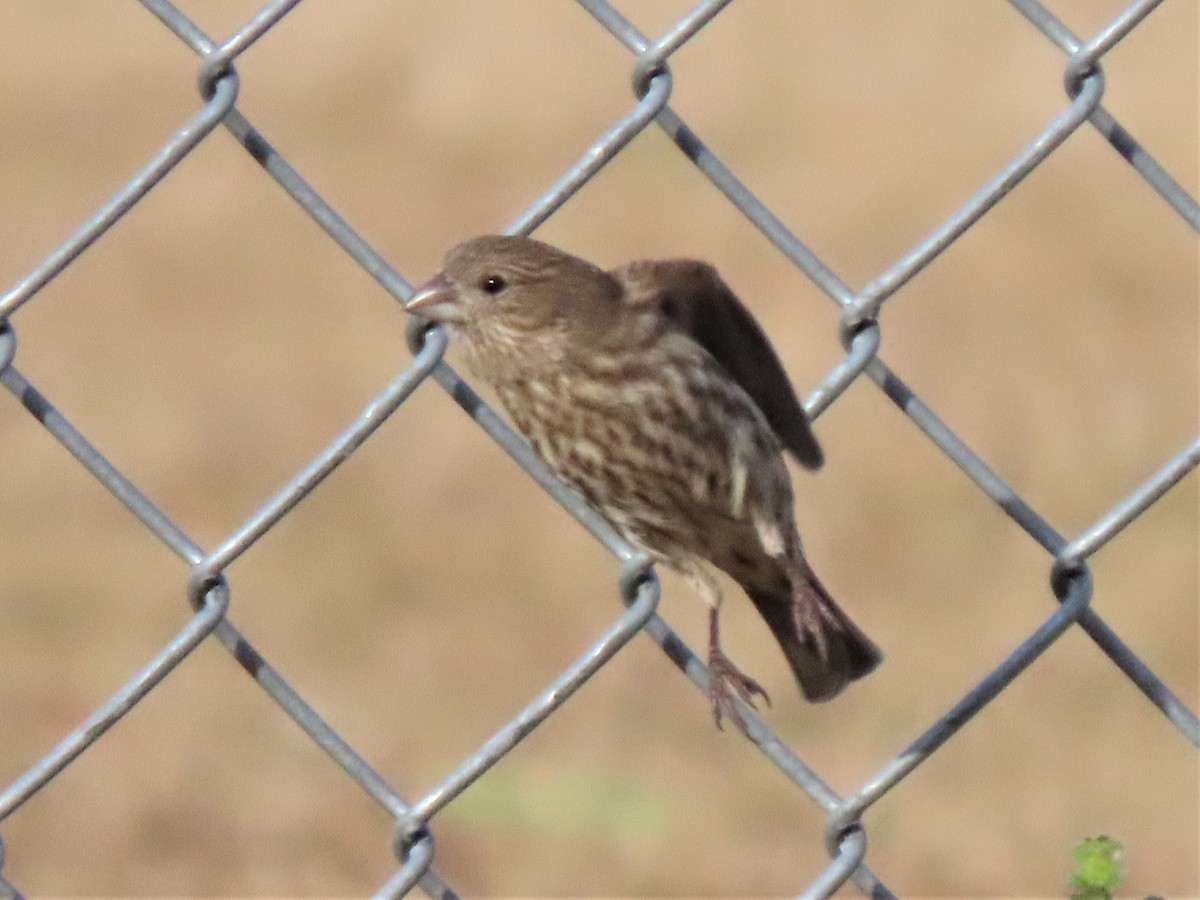 House Finch - ML506936991