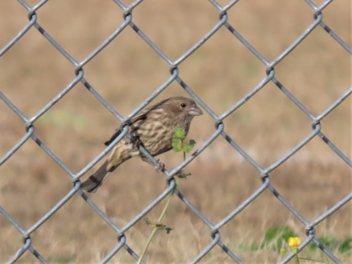 House Finch - ML506937001