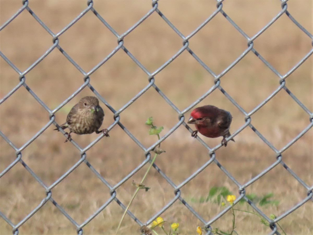 House Finch - ML506937011