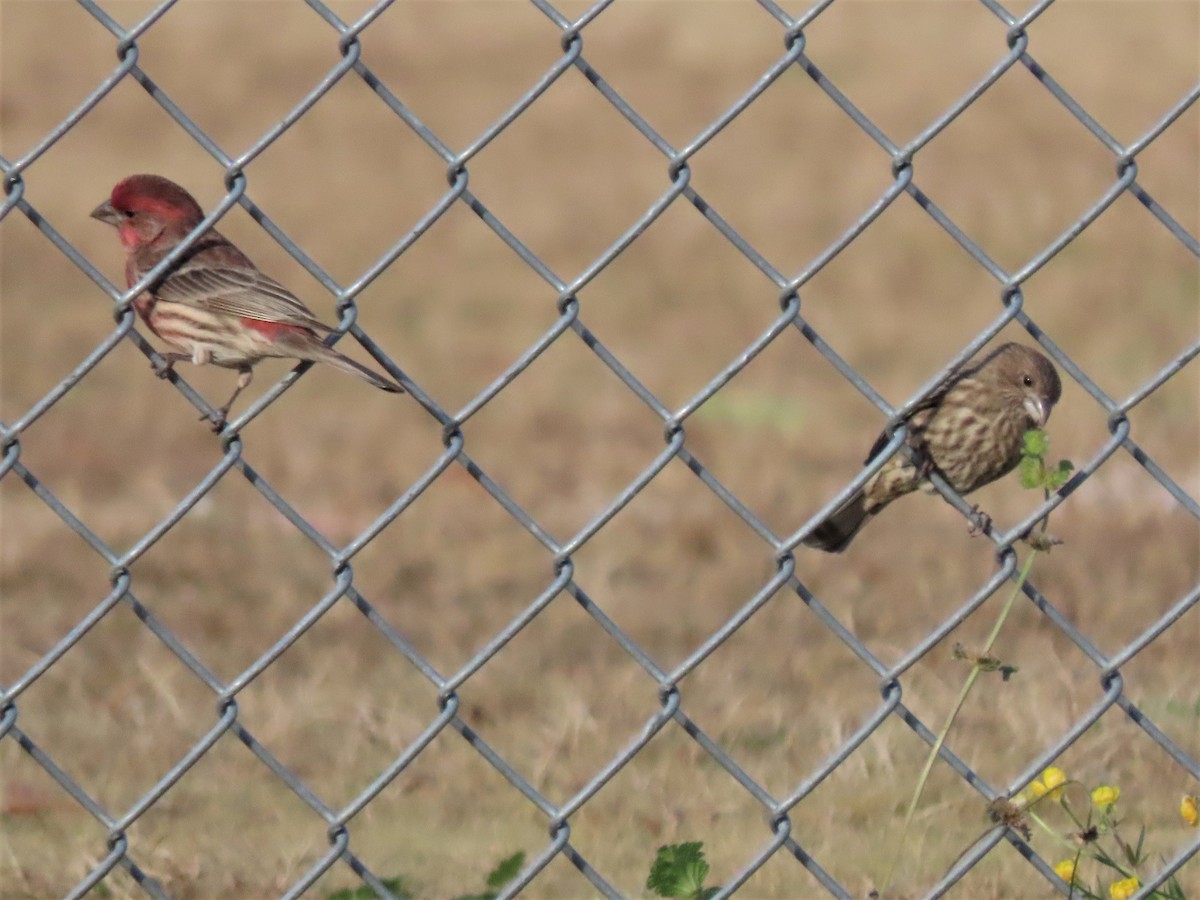 House Finch - ML506937031