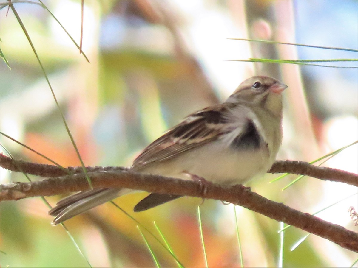 Chipping Sparrow - ML506937331